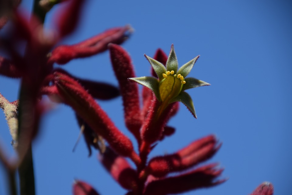 Australian Bush Flower Essences